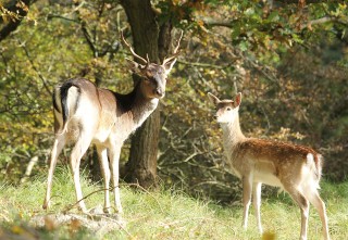 aw-duinen-21